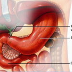 stomach