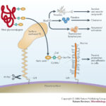 trypanosoma_cruzi
