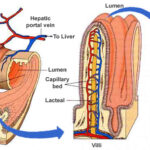 i villi intestinali, attaccati dal glutine nei soggetti celiaci