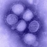 In fluorescenza blu, il virus della "A", H1N1