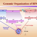 organizzazione genomica virus HIV