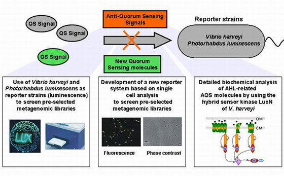 Meccanismo quorum sensing