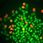 l'Oct4 in fluorescenza verde