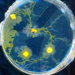 Physarum polycephalum