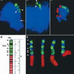 Localizzazione dell'XIST RNA, durante la metafase, in una cellula murina
