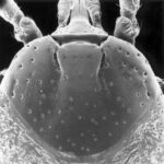Amblylomma cajannese