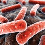 bacteroides_fragilis