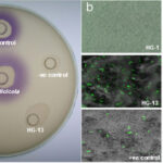 Chromobacterum violaceum a destra, in coltura