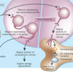 fat_tissue_neuron