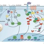 the receptor for hedgehog proteins