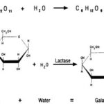 lactase breakdown