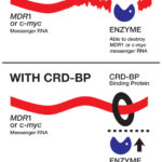 mRNA_CRD-bp