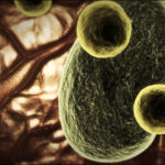 malaria-plasmodium