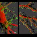 neurons