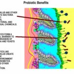 I benefici dei batteri probiotici (in inglese)