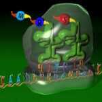 Immagine didascalica di un filamento di mRNA e un ribosoma che lo 'legge'