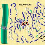 tyrosinase