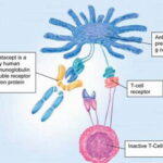 Diagramma abatacept