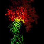 aids-virus-photo-B12_antibody