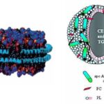 apolipoproteina e