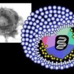 citomegalovirus