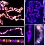 drosophyla_genes