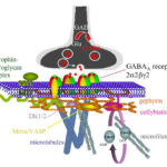 gaba_receptor