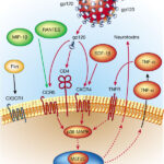 Diagramma ruolo proteina GP120