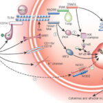 Diagramma citochine e recettore TLR4