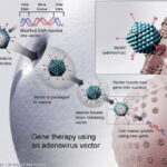 un adenovirus come vettore per la terapia genica