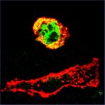 zinc_cell