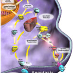 Apoptosis