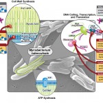 Anatomia dell'MDR-TB