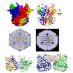 adenovirus_tipo_2