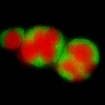 archea_batteri