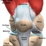 knee