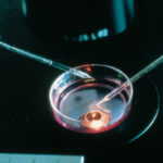 lab_inseminazione