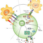 schema immunosoppressori
