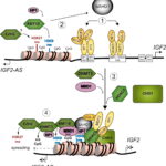 Diagramma funzione BAHD1, e IGF2