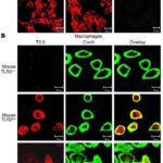 TLR2 murini e umani in fluorescenza