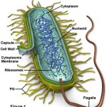 bacterial_cell