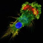 Cellula dendritica  - fluorescenza verde