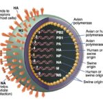 anatomia virtuale del virus H1N1