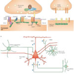 Diagramma azione GABA e ErB4