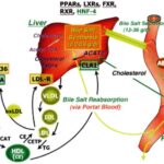 LXR