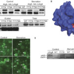 antibody