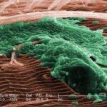 biofilm batterico