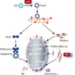 cisplatin