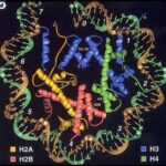 cromatina