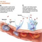 neutrofili